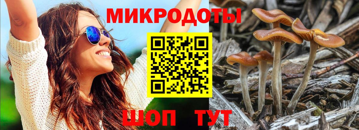 Псилоцибиновые грибы Psilocybe Ярославль